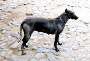 Paruvian hairless dog
