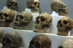 elongated skulls in Tiwanaku museum