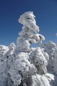 frost and ice on Korean fir trees