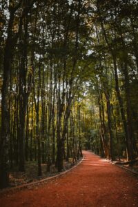 forest trail