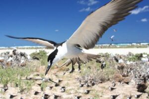 sooty tern Easter Island bird