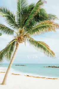 palm tree on amelia island depicts one of the ten historic towns in Florida to visit in 2022