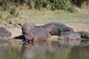 Hippos in Africa safari