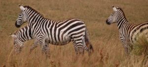 Zebras on Africa Safari