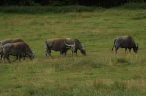 Wildebeestes on Africa safari