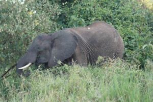 Elephant in Africa safari