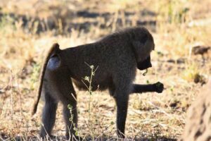 Baboon on Africa safari