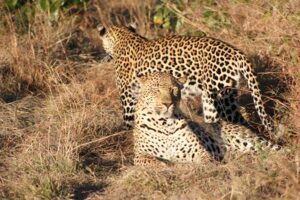 cheetas in Africa