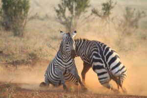 two zebras in Africa