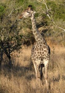 giraffe on Africa safari