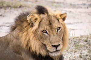 African lion in safari