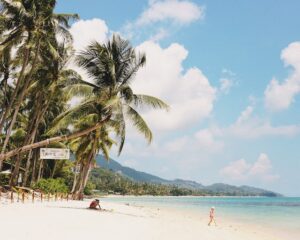beach and palm trees on a sunny day