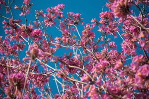 Spring in Tenerife