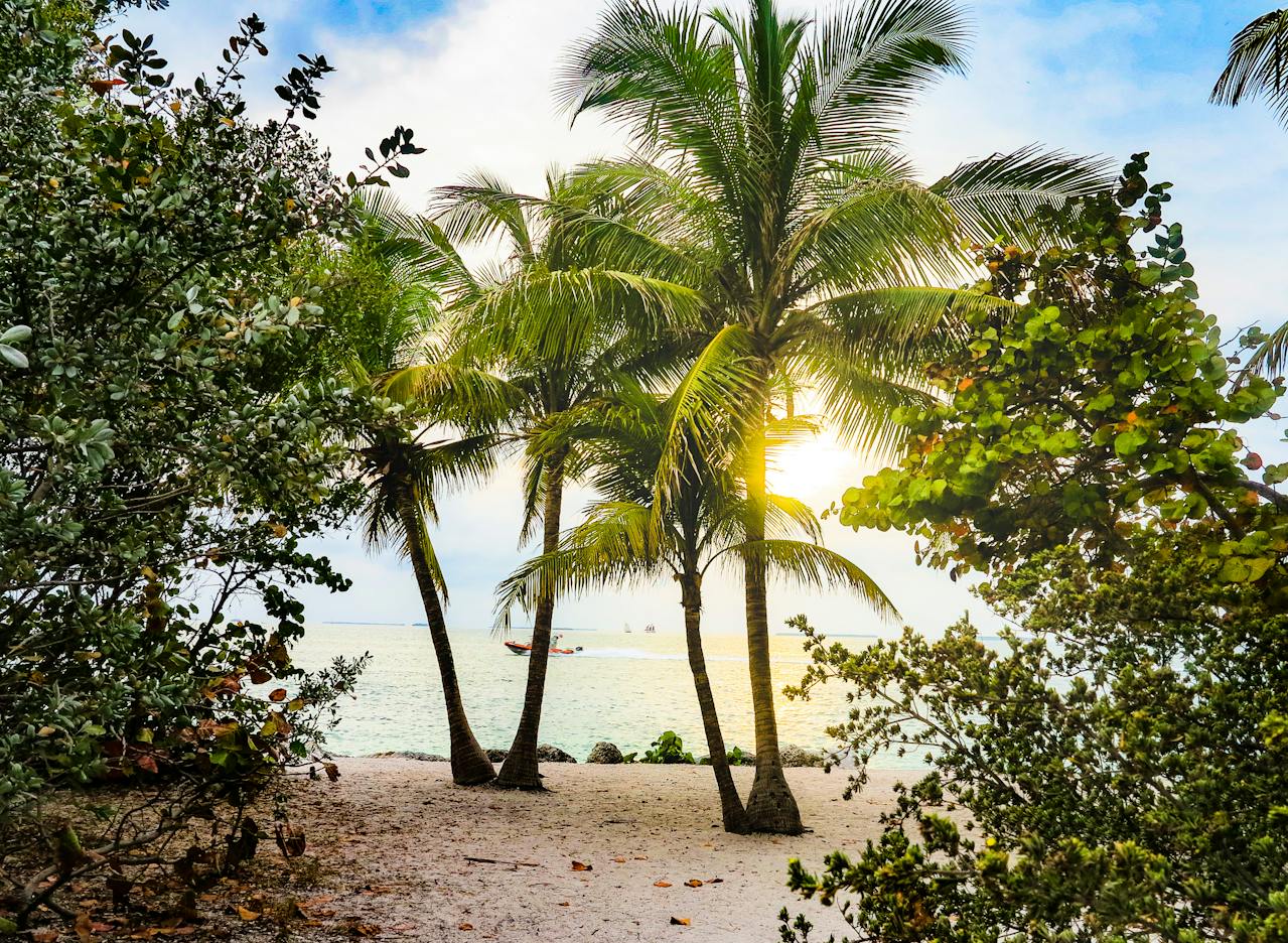 Palm trees on a beach in Florida