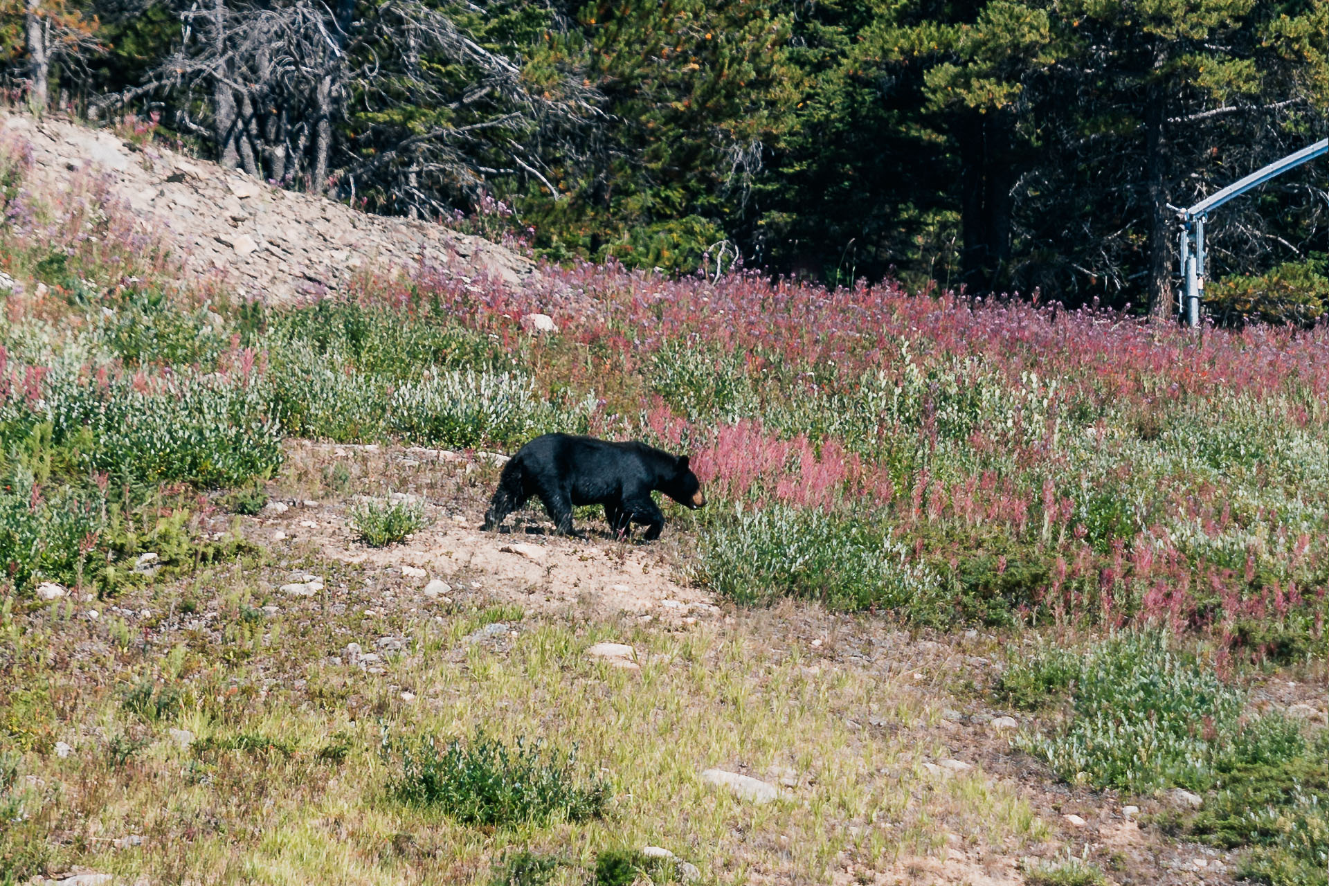 Black Bear at Lake Louise