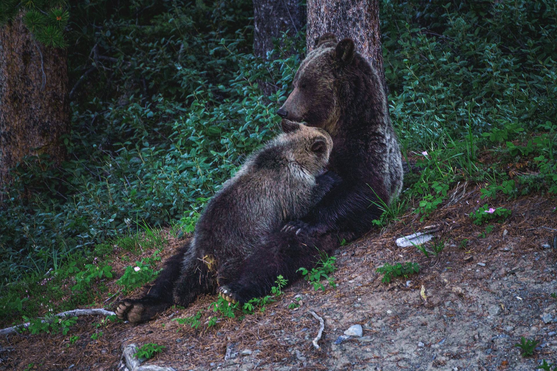 Grizzly bear and cub at Lake Louise