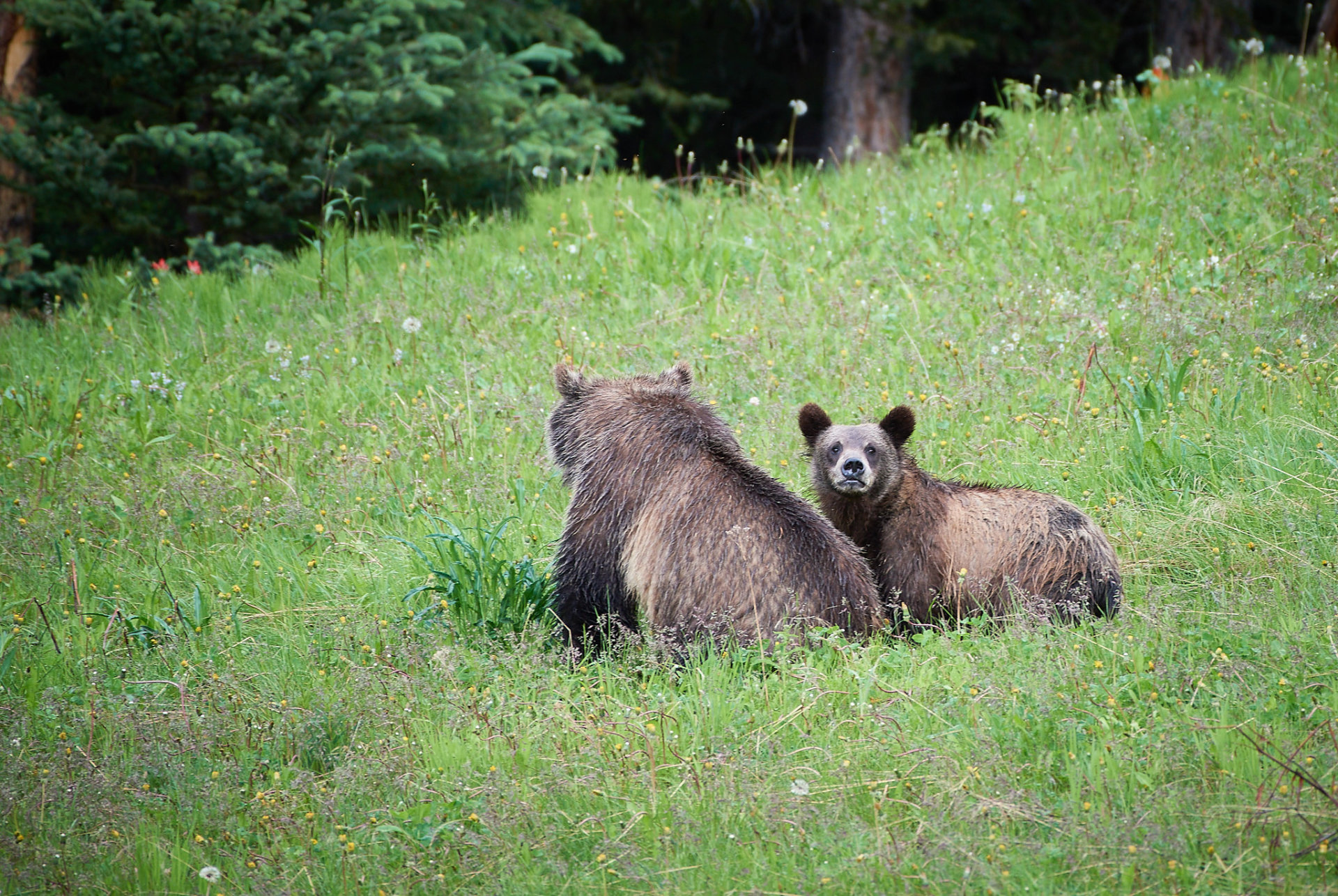 Bear viewing at Lake Louise