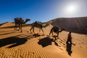 camels in Morocco desert