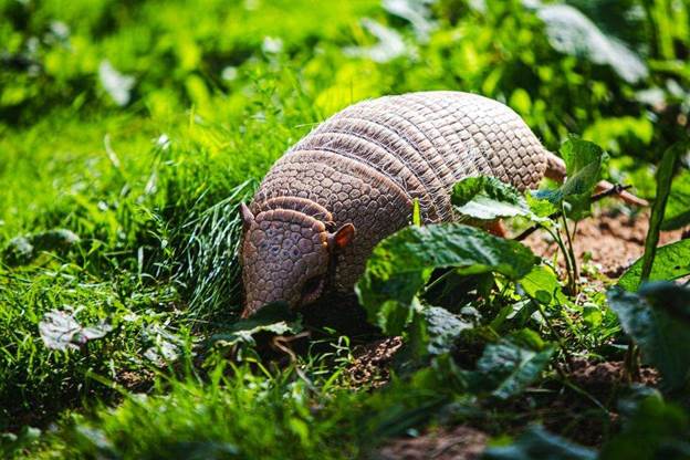 armadillo