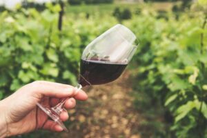 Close-up on a glass of wine in a vineyard.
