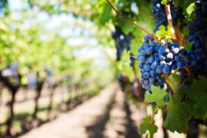 Close-up on grapes in a sunny vineyard.