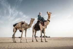 Bedouin with camels
