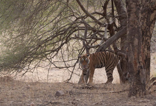 Tiger in ranthambore