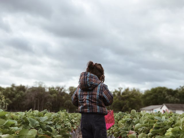 A young child looking out over rows of crops at a farm or strawberry field