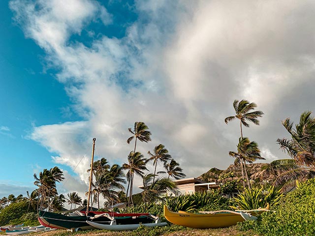 boats and palm trees on Oahu