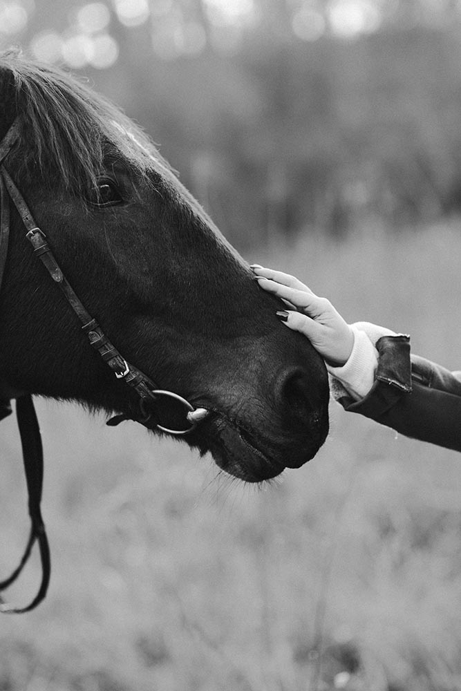 woman's hand touching horse's muzzle