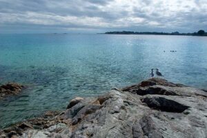 Rocky shore with a pair of seagulls, sunny day, and blue water in Victoria