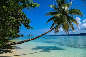palm tree on Fiji island beach