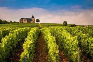 vineyard and chateau