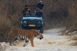 Photographing tiger in Jim Corbett park