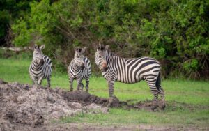 zebras