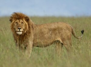 African lion