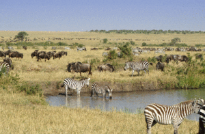 animals in masai mara