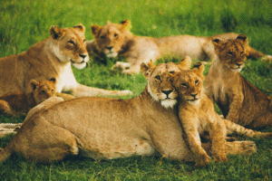 pride of lions in masai mara