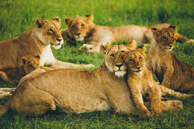 pride of lions in masai mara