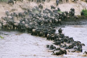 wildebeestes in river