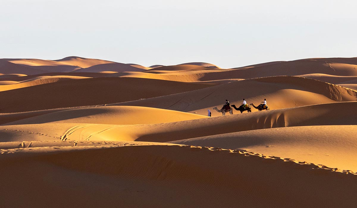 desert camels Saudi Arabia