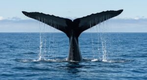 whale in water in Oahu