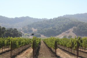 Napa Valley vineyard