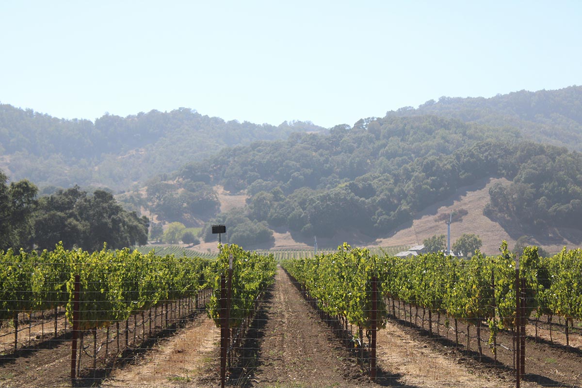 Napa Valley vineyard