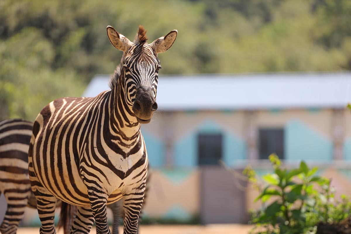 Zebra