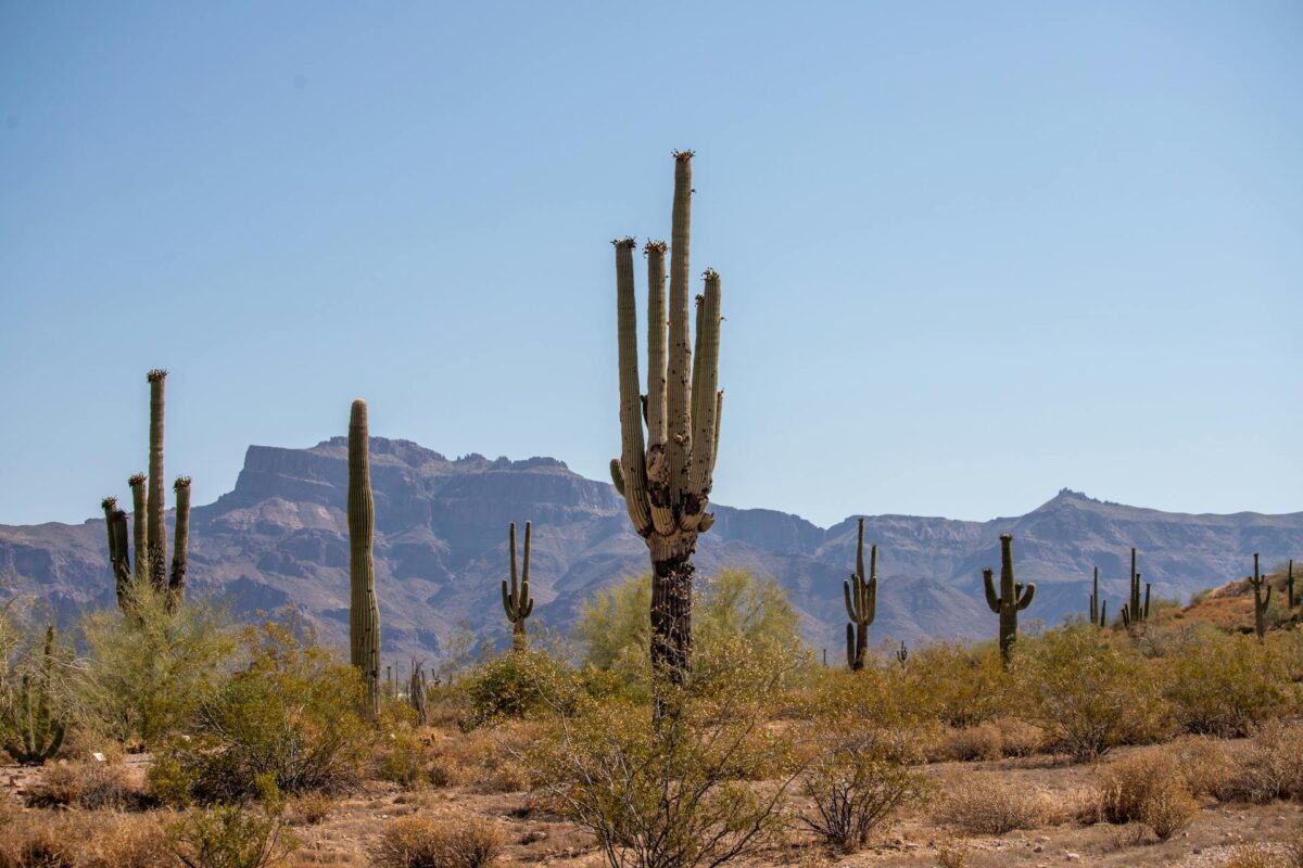 Cacti in desert