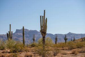 Cacti in desert