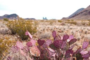 Cacti in Texas
