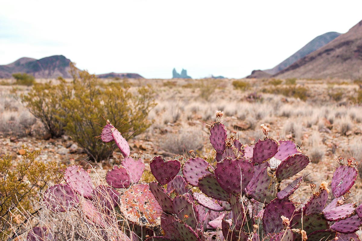 Cacti in Texas