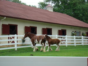 Grant's Farm